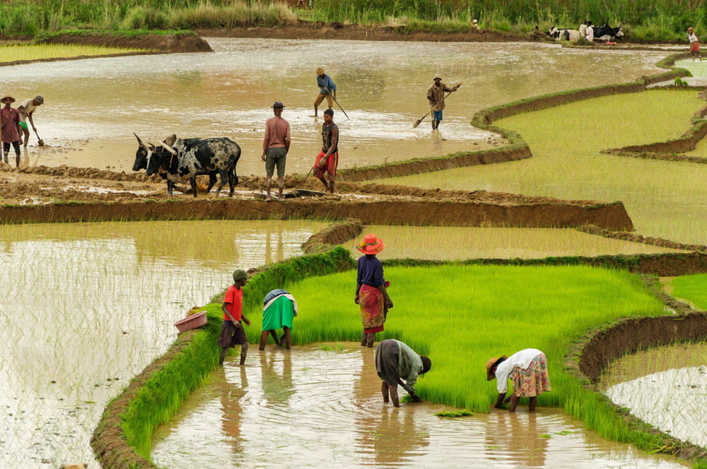 agriculture in Africa and water scarcity